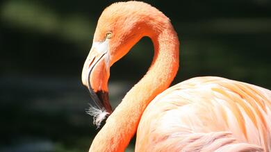 Beautiful Bird Flamingo HD