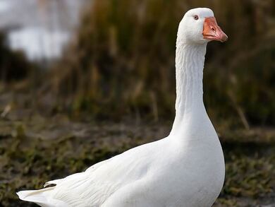 Beautiful Bird Goose