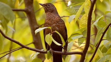 Beautiful Bird on Tree