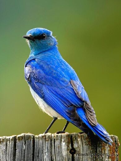 Beautiful Blue Bird Mobile Background