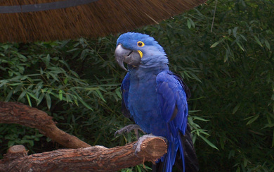 Beautiful Blue Parrot on Tree