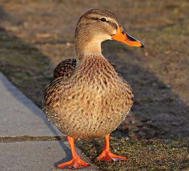 Beautiful Brown Duck 4K