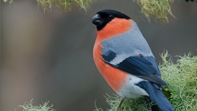 Beautiful Bullfinch Bird HD Wallpaper