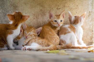 Beautiful Cat Family HD Photo