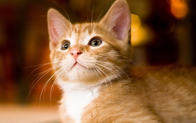 Beautiful Cat HD Wallpapers