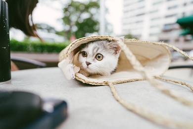 Beautiful Cat in Bag