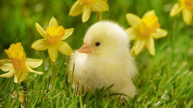 Beautiful Chicks in Green Grass