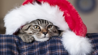 Beautiful Christmas Cat Photo