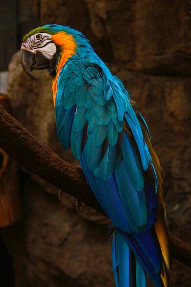 Beautiful Colourful Parot