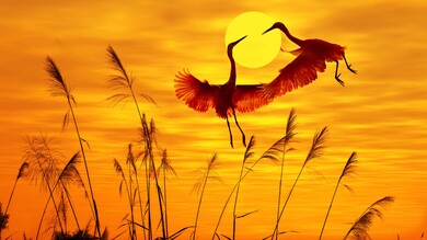 Beautiful Cranes Photo