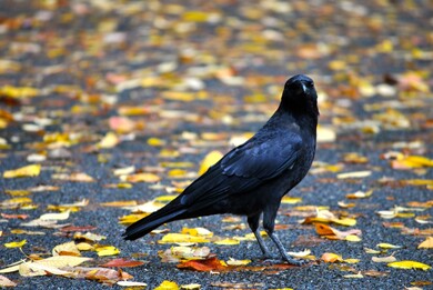 Beautiful Crow HD Wallpaper Background