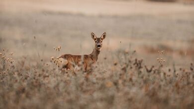 Beautiful Deer Wild Photography