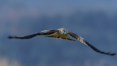 Beautiful Eagle Photo While Flying in Sky