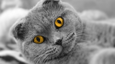 Beautiful Eyes of a Cat
