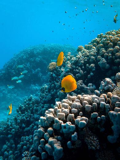 Beautiful Fish Near Coral Reefs