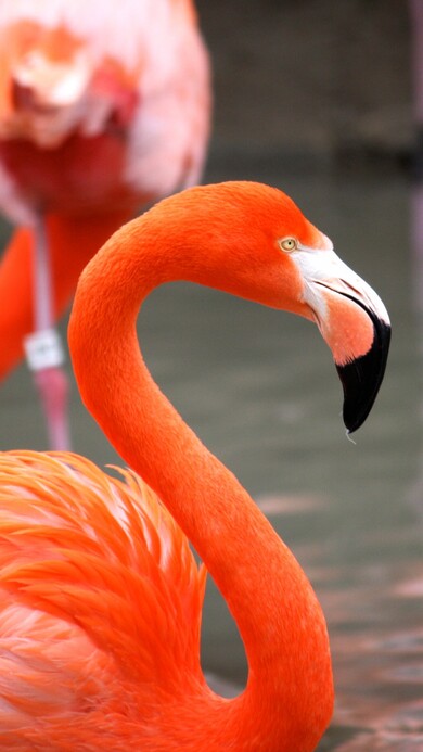 Beautiful Flamingo at Zoo