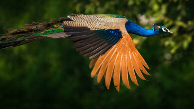 Beautiful Flying Peacock Photo