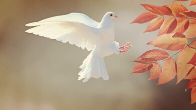 Beautiful Flying White Dove