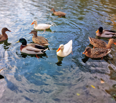 Beautiful Group of Baby Ducks