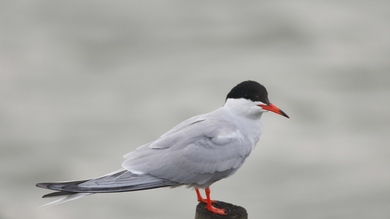 Beautiful Gull Bird