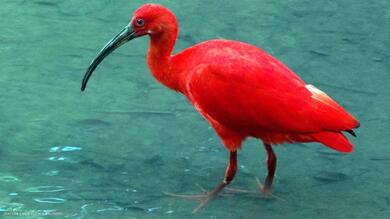 Beautiful Ibis Bird in Water