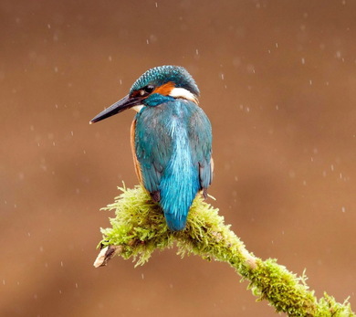 Beautiful Kingfisher Bird Photography in Rain