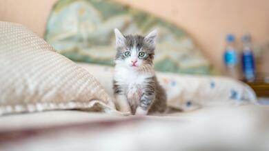 Beautiful Kitten Sitting on The Bed HD Wallpaper