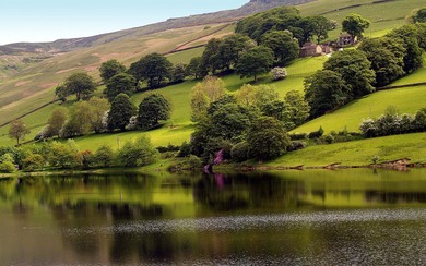 Beautiful Lake Near Tree