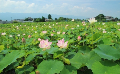 Beautiful Lotus Flower