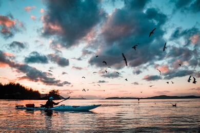 Beautiful Natural With Birds