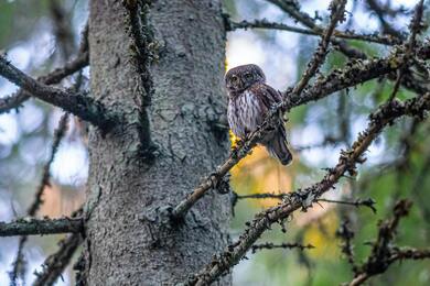 Beautiful Owl Baby Sitting on Tree Branch