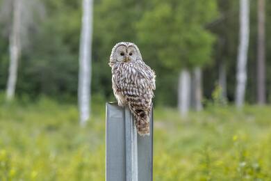 Beautiful Owl Sitting Photo