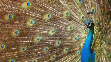Beautiful Peacock Peafowl HD Wallpaper