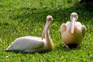 Beautiful Pelicans on Grass
