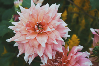 Beautiful Pink Flower 4K Picture