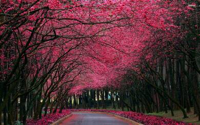 Beautiful Pink Trees Between Road