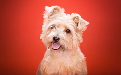 Beautiful Puppy With Red Background