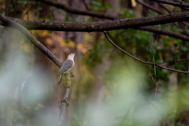 Beautiful Red Bellied Woodpecker