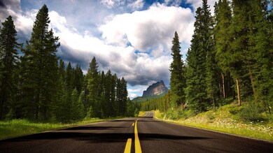 Beautiful Road Surrounded By Trees