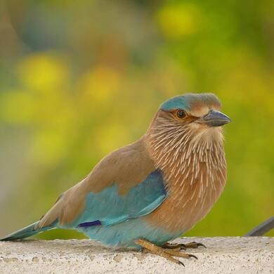 Beautiful Rollers Bird