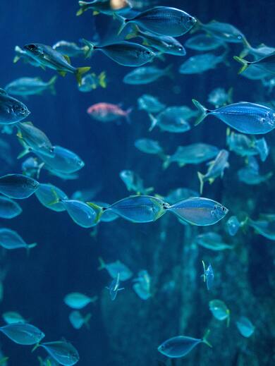 Beautiful Small Fishes in Water