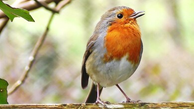 Beautiful Small Singing Bird Pic
