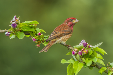 Beautiful Sparrow on Branch