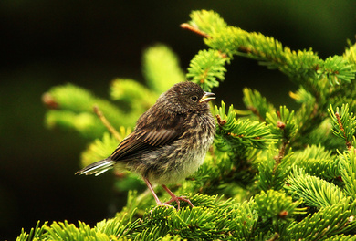 Beautiful Sparrow on Green Tree High Definition Photo