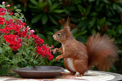 Beautiful Squirrel Animal