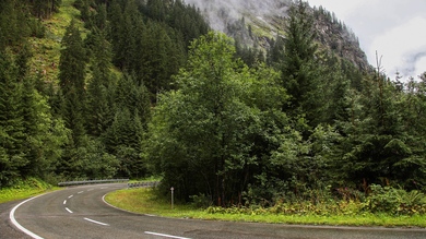 Beautiful Trees and Road Photo