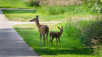 Beautiful Two Deer Animal HD Wallpaper