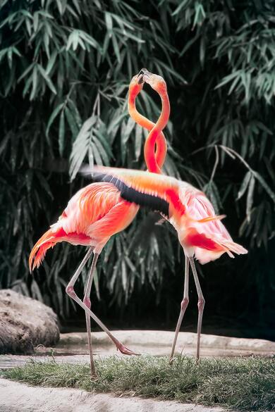 Beautiful Two Romantic Flamingo Bird