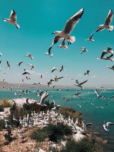 Beautiful View of Seagull Flying Birds