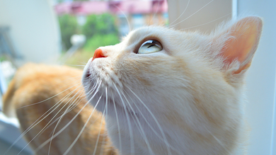 Beautiful White Cat